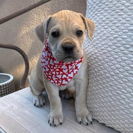 Thor (Rudolph) - Fawn male Cane Corso puppy in Utah from 3Lake Kennelz