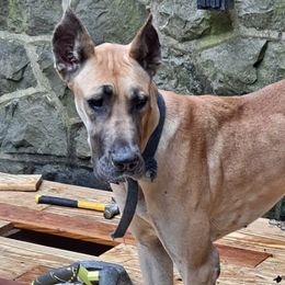 Great Danes from Lentz Great Danes