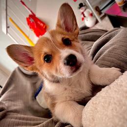 Pembroke Welsh Corgi Puppies from Enok Corgis