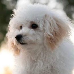 Kira - Poodle
