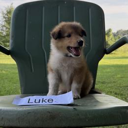 Luke - Sable and white male Collie puppy in Sedalia, Missouri from Brown Acres Collies