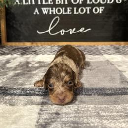 Gunner - Chocolate and tan male Dachshund puppy in Stilwell, Oklahoma from B & K Dachshunds