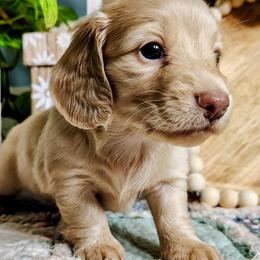 Cassie - Cream female Dachshund puppy in Thomaston, Georgia from UGG Ranch