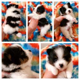 Betty - Black parti female Pomeranian puppy in Forsyth, Illinois from Amazing Grace Pomeranians