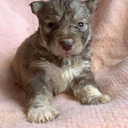 Vixen - Red and white female Siberian Husky puppy in Mechanicsville, Virginia from Shinko Siberians