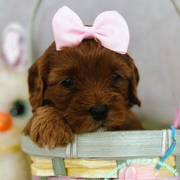 Diamond - Red Cavapoo puppy in Tucson, Arizona from Cavapoo Puppy Parade