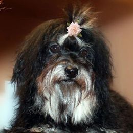 Russian Tsvetnaya Bolonka puppies from BlackberryBRT