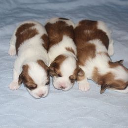 Gemstone Havanese breeder of 
