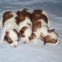 Gemstone Havanese breeder of 