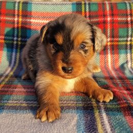 Cranberry - Blue merle female Miniature Australian Shepherd puppy in Muskogee, Oklahoma from Tagalong Lane Australian shepherds