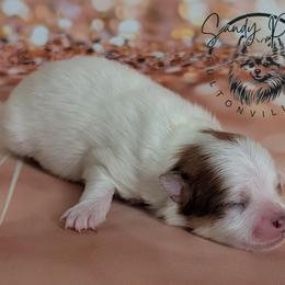 Boy 2 - Cream sable parti male Pomeranian puppy in Fultonville, New York from Sandy Aussies & Pomeranians