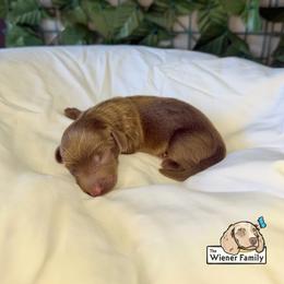 Star - Chocolate male Dachshund puppy in Ocala, Florida from The Wiener Family