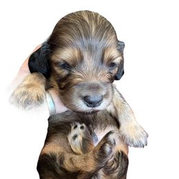Red Male Second choice - Red male Dachshund puppy in Medina, Ohio from STORIED DOXIES