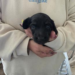 Boy 1 - Brindle male Dachshund puppy in Montgomery County, Ohio from Harlee's Dachshunds