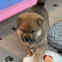 Joseph - Red male Shiba Inu puppy in Milton, Florida from Moonlight Shibas
