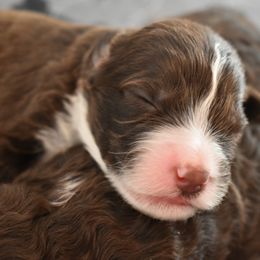 Portuguese Water Dog Puppies from Cornerstones Porties