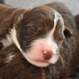 Portuguese Water Dog Puppies from Cornerstones Porties