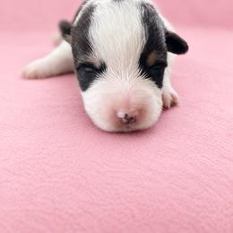 Noel - White and black female Pembroke Welsh Corgi puppy in Ramona, Oklahoma from Eden Farms Corgis