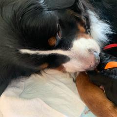Bernese Mountain Dog Puppies from Queenstown Fine Bernese