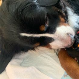 Bernese Mountain Dog Puppies from Queenstown Fine Bernese