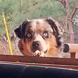 Lexie - Miniature Australian Shepherd