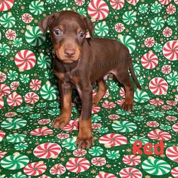 Red Collar - Red and rust male Doberman Pinscher puppy in Louisville, Kentucky from Ruiz Dobermans