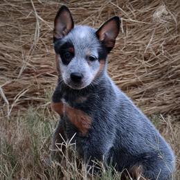 - Girl 1 - Blue female Australian Cattle Dog puppy in Kaufman, Texas from Emberwick Ranch