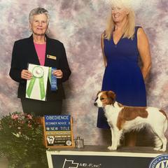 Labrador Retrievers and Nederlandse Kooikerhondjes from Three Oaks Farm