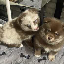 Pomsky Puppies from Pomskies 4 Dayz