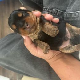 Male 2 - Black and tan male Yorkshire Terrier puppy in Kissimmee, Florida from Bebe AKC Puppies