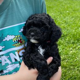 Cockapoo Puppies from Oak and Magnolia