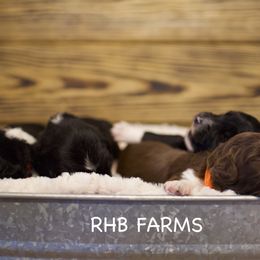 Aussiedoodles from RHB Farms