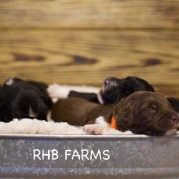 Aussiedoodles from RHB Farms