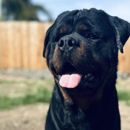Rottweilers from Ride or Die Rottweilers