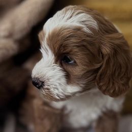 Goldendoodles from Family Doodles