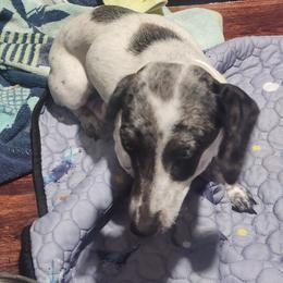 Izzy - Dachshund