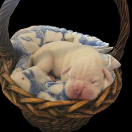Boy 1 - White male Boxer puppy in Leland, North Carolina from Ocean Breeze Boxers