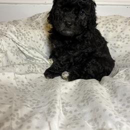 Peggy - Black female Cavapoo puppy in Fayetteville, North Carolina from Carolina Cavapoos