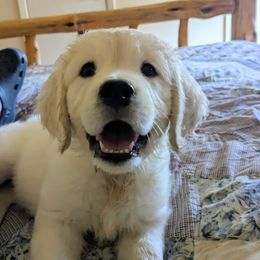 Willow - Light golden female Golden Retriever puppy in Winnsboro, Texas from Goldway Golden Retrievers