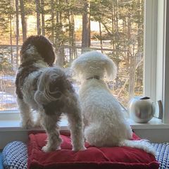 Cavachon All Grown Up from Clair’s Cavachon’s of Mid Coast Maine