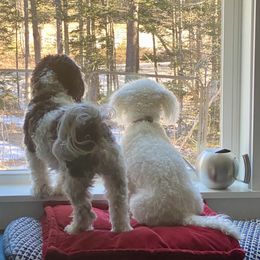 Cavachon All Grown Up from Clair’s Cavachon’s of Mid Coast Maine