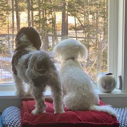 Cavachon All Grown Up from Clair’s Cavachon’s of Mid Coast Maine