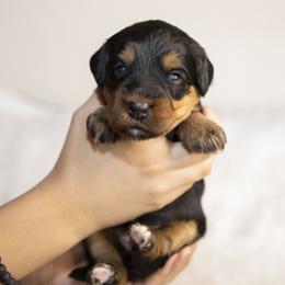Rapunzel - Phantom female Bernedoodle puppy in Seffner, Florida from Gold Diamond Pup