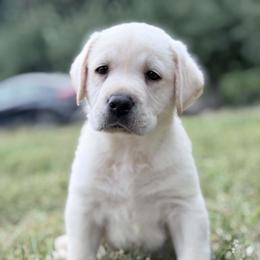 Axle - Yellow male Labrador Retriever puppy in Sweet Home, Oregon from Snowpeak English Labradors