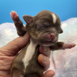 Jasper - Red Collar - Chocolate and tan male Shih Tzu puppy in Clarksburg, West Virginia from Pilgrim Shih tzu