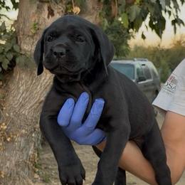 Solid Black Female - Black female Cane Corso puppy in California from Donato Kennels