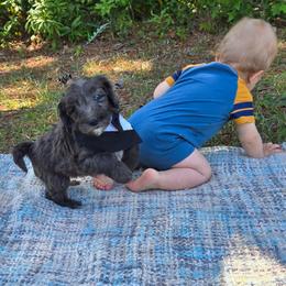 Xander - Blue merle male Bernedoodle puppy in Augusta, Georgia from Ivey's Poodles & Doodles