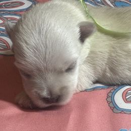 Poodle and West Highland White Terrier Puppies from JJs Puppies of the Carolinas