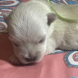 Poodle and West Highland White Terrier Puppies from JJs Puppies of the Carolinas