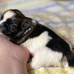 Joseph - Sable and white male Shih Tzu puppy in Cullman, Alabama from Divine Hill Farm